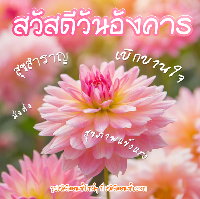 สวัสดีวันอังคาร ดอกไม้ (4)