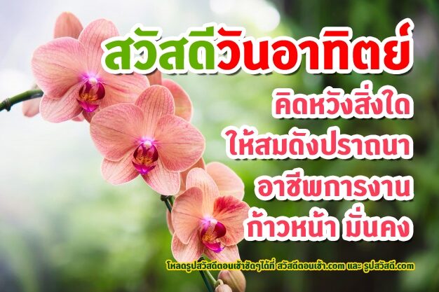สวัสดีวันอาทิตย์ ดอกไม้ (6)