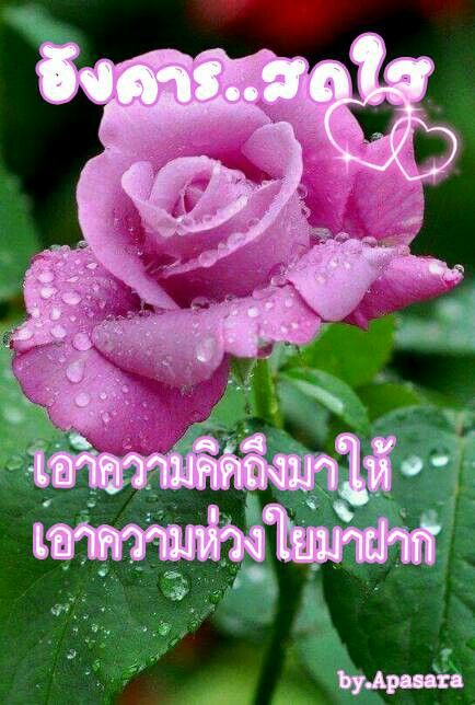 สวัสดีวันอังคาร รัก คิดถึง ห่วงใย มีภาษาอังกฤษ มีแบบ GIF ใหม่ โหลดฟรี สวัสดีวันอังคาร รัก คิดถึง ห่วงใย มีภาษาอังกฤษ มีแบบ Gif ใหม่ โหลดฟรี