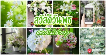 สวัสดีวันพุธ ดอกไม้สวยๆ