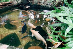 เดอเบียร์คาเฟ่ สุพรรณบุรี