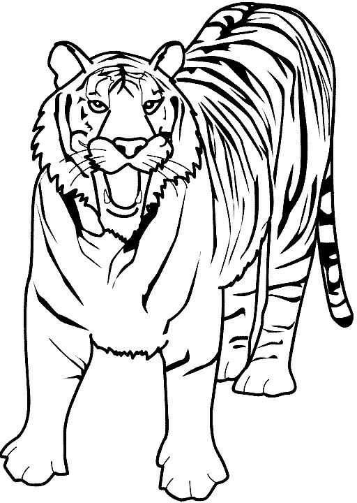 รูปภาพระบายสี เสือ Tiger รูปการ์ตูนเสือแบบลายเส้น สำหรับเด็ก แจกฟรี