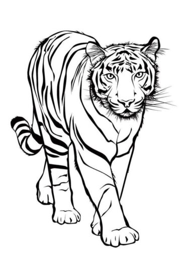 รูปภาพระบายสี เสือ Tiger รูปการ์ตูนเสือแบบลายเส้น สำหรับเด็ก แจกฟรี