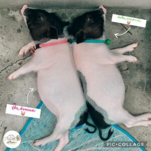 ร้าน เสบียงนา สุพรรณบุรี หมู