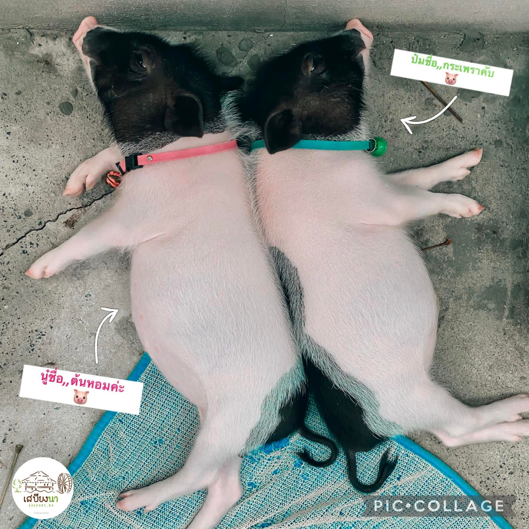 ร้าน เสบียงนา สุพรรณบุรี หมู