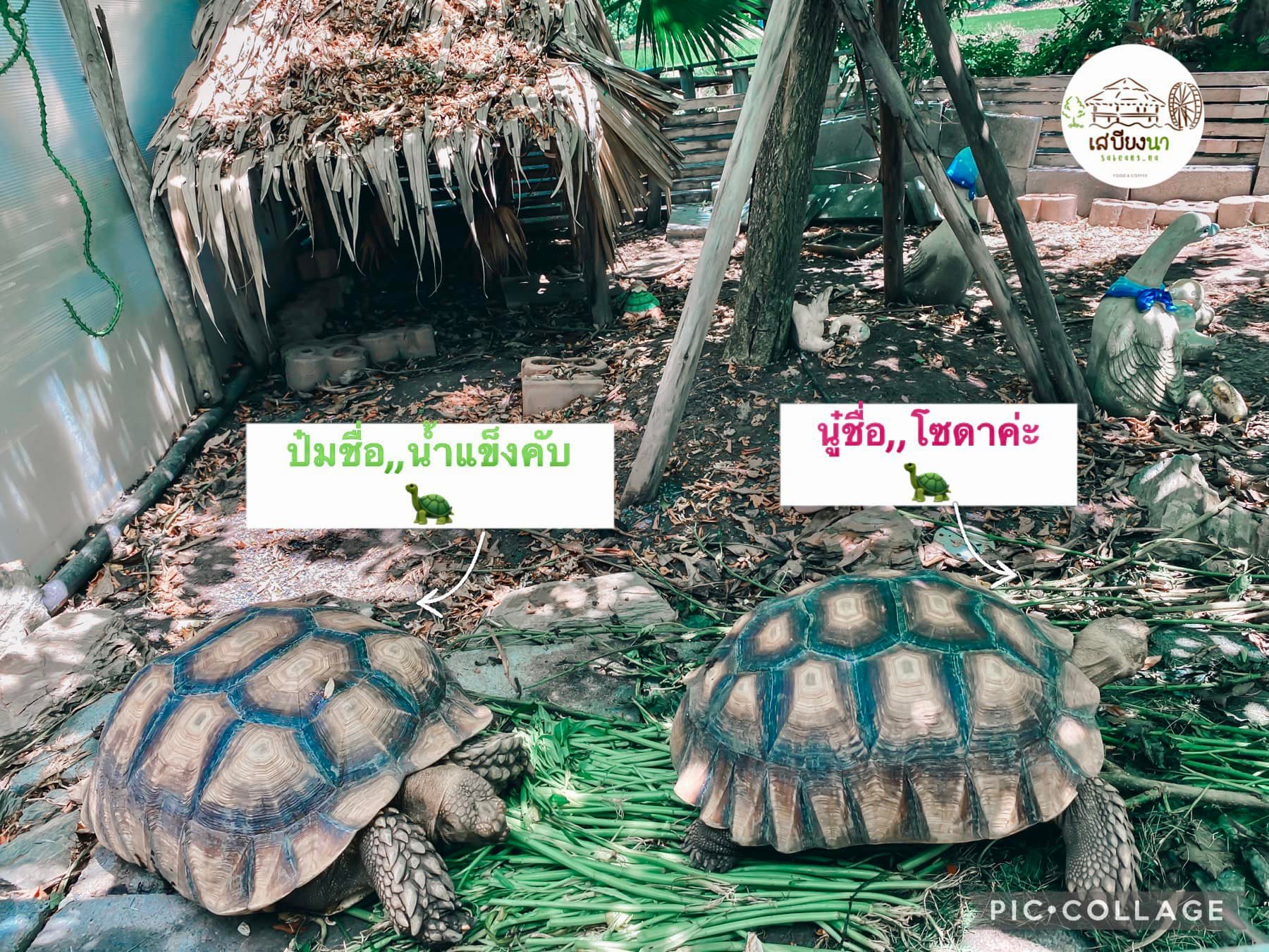 ร้าน เสบียงนา สุพรรณบุรี เต่า