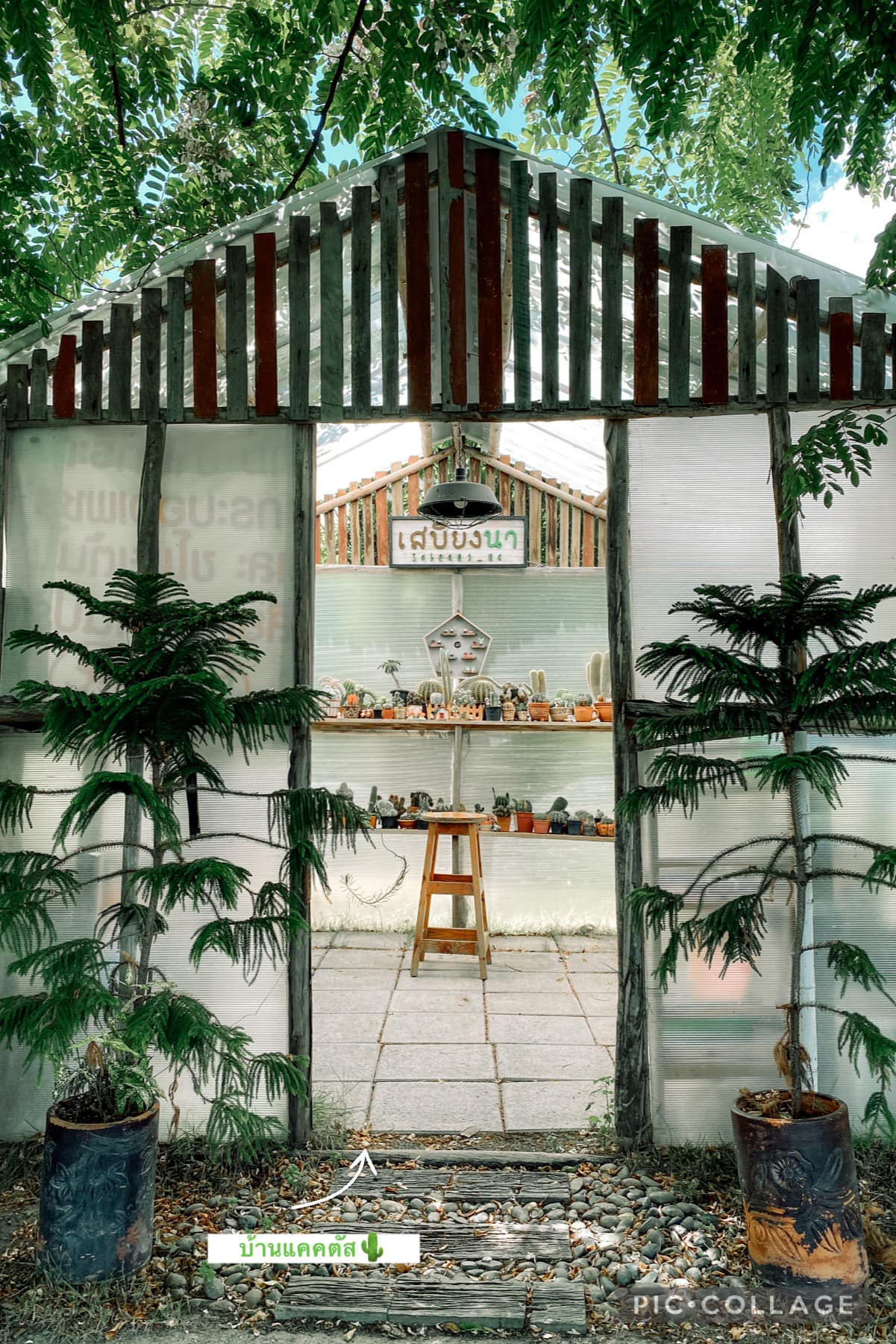 ร้าน เสบียงนา สุพรรณบุรี โรงแคกตัส