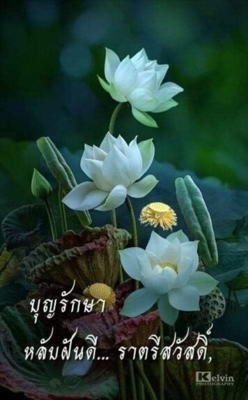 ราตรีสวัสดิ์วันพุธ (11) ราตรีสวัสดิ์วันพุธ รูปสวยๆ โหลดฟรี ส่งความคิดถึง บอกฝันดี ก่อนนอน