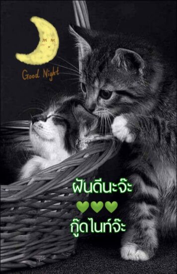 ราตรีสวัสดิ์วันพุธ (12) ราตรีสวัสดิ์วันพุธ รูปสวยๆ โหลดฟรี ส่งความคิดถึง บอกฝันดี ก่อนนอน