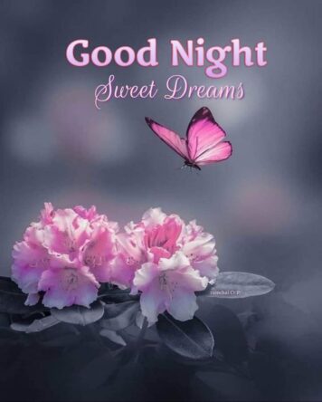 ราตรีสวัสดิ์วันอังคาร (12) ราตรีสวัสดิ์วันอังคาร รูปสวยๆ โหลดฟรี ส่งความคิดถึง บอกฝันดี ก่อนนอน