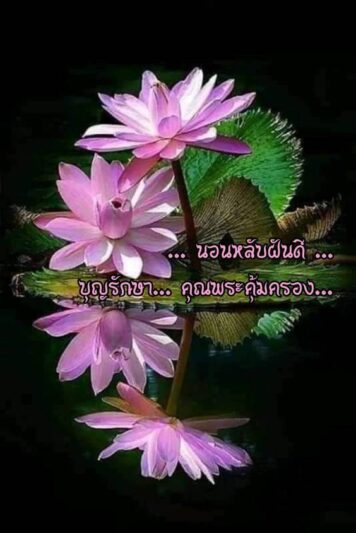 ราตรีสวัสดิ์วันเสาร์ (25) ราตรีสวัสดิ์วันเสาร์ รูปสวยๆ ส่งความคิดถึง ห่วงใย ฝันดี ก่อนนอน