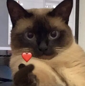 inlove-memes (12) มีมคลั่งรัก แมว