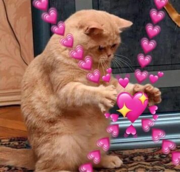 inlove-memes (13) มีมคลั่งรัก แมว หัวใจ