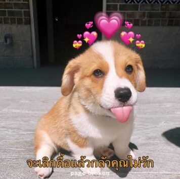 inlove-memes (16) มีมคลั่งรัก เลิกดื้อ หมา