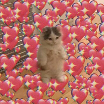 inlove-memes (20) มีมคลั่งรัก แมว หัวใจ