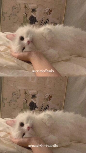 inlove-memes (22) มีมคลั่งรัก เธอน่ารักกว่า