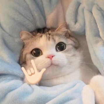 inlove-memes (23) มีมคลั่งรัก แมว เลิฟยู