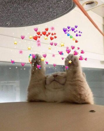 inlove-memes (29) มีมคลั่งรัก แมว หัวใจ