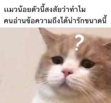 inlove-memes (31) มีมคลั่งรัก แมว