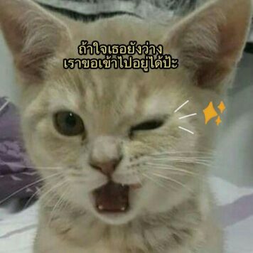 inlove-memes (33) มีมคลั่งรัก ถ้าใจเธอว่าง