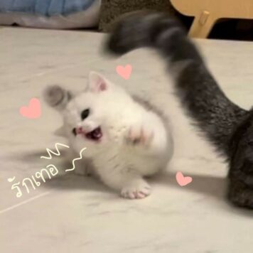 inlove-memes (35) มีมคลั่งรัก รักเทอ