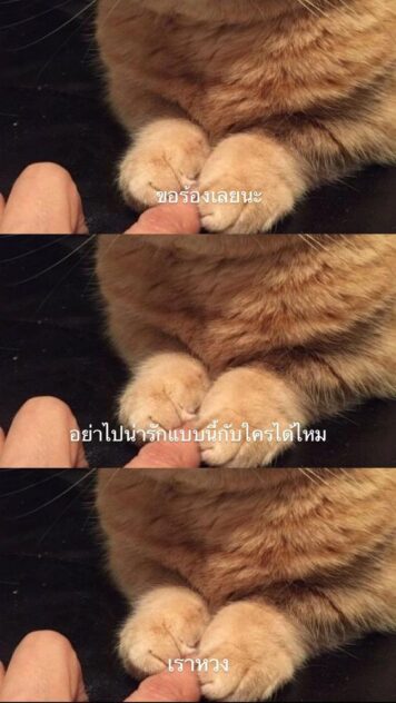 inlove-memes (43) มีมคลั่งรัก แมวหวง