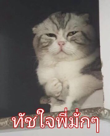 inlove-memes (5) มีมคลั่งรัก แมว ทัชใจ