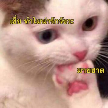 inlove-memes (52) มีมคลั่งรัก ทำไมน่ารักจัง