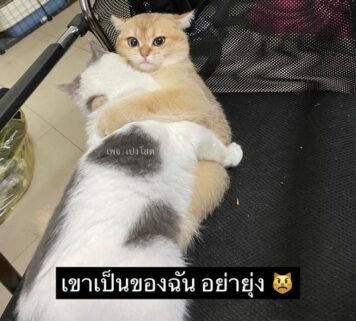 inlove-memes (6) มีมคลั่งรัก แมวหวง