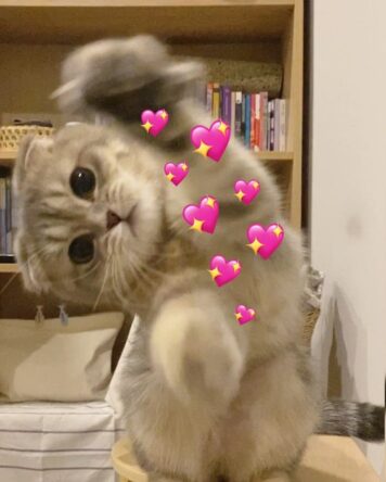 inlove-memes (60) มีมคลั่งรัก แมว