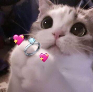 inlove-memes (66) มีมคลั่งรัก มอบแหวน น่ารักๆ