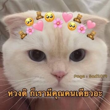 inlove-memes (68) มีมคลั่งรัก หวง แมว