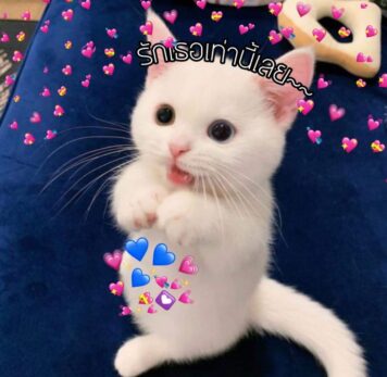 inlove-memes (7) มีมคลั่งรัก แมว รักเธอเท่านี้