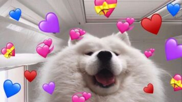 inlove-memes (72) มีมคลั่งรัก หมา