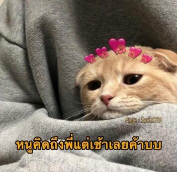 inlove-memes (74) มีมคลั่งรัก คิดถึง แมว