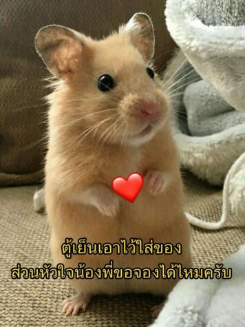 inlove-memes (75) มีมคลั่งรัก หนู