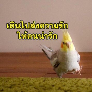 inlove-memes (78) มีมคลั่งรัก ส่งความรัก นก