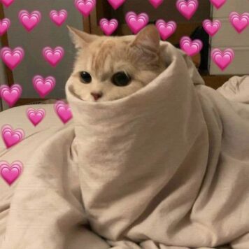 inlove-memes (79) มีมคลั่งรัก แมวห่มผ้า