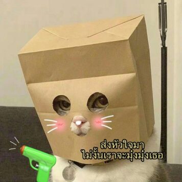 inlove-memes (83) มีมคลั่งรัก ส่งหัวใจมา แมวตลกๆ