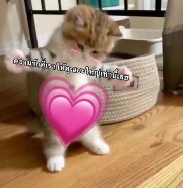 inlove-memes (84) มีมคลั่งรัก ความรัก เท่านี้