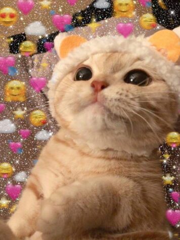 inlove-memes (85) มีมคลั่งรัก แมว