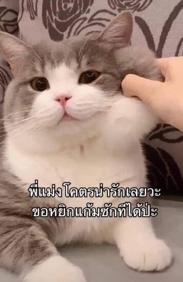 inlove-memes (9) มีมคลั่งรัก หยิกแก้มแมว