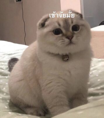 รูปภาพ มีมแมว เข้าใจมั้ย