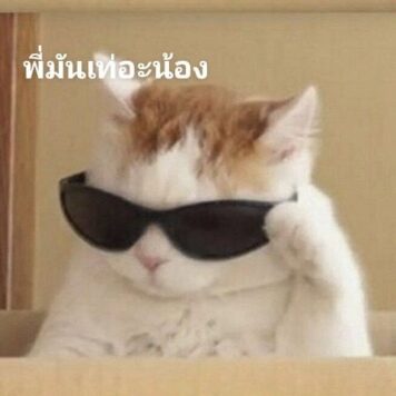 มีมแมว เท่