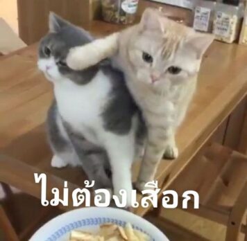 มีมแมว เสือก