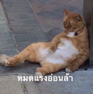 มีมแมว หมดแรง