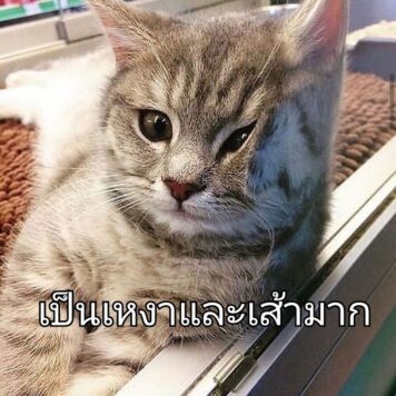 มีมแมว เหงา