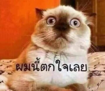 มีมแมว ตกใจ