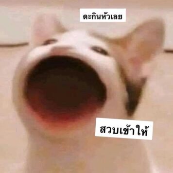 มีมแมว สวบ