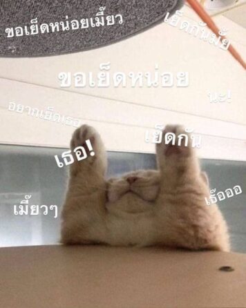 มีมแมว 18+